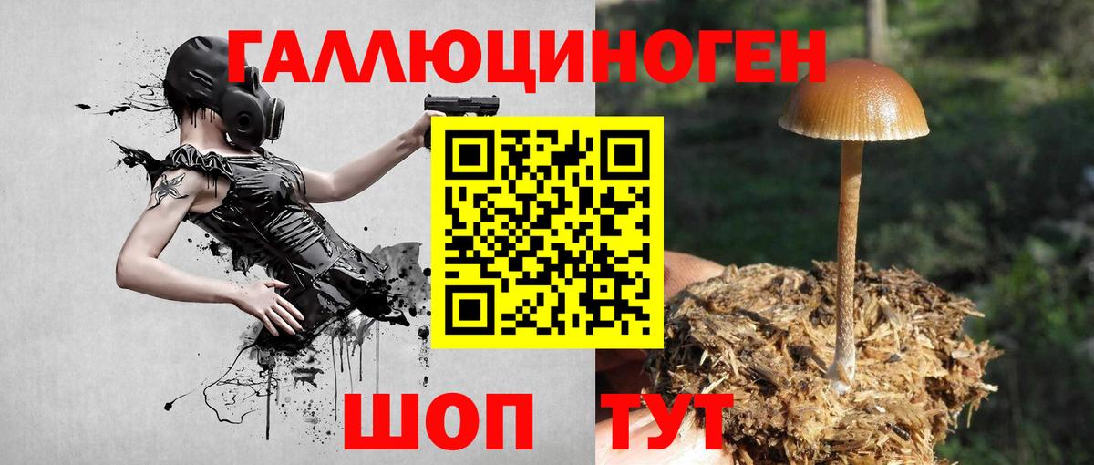 Галлюциногенные грибы Psilocybine cubensis Коммунар